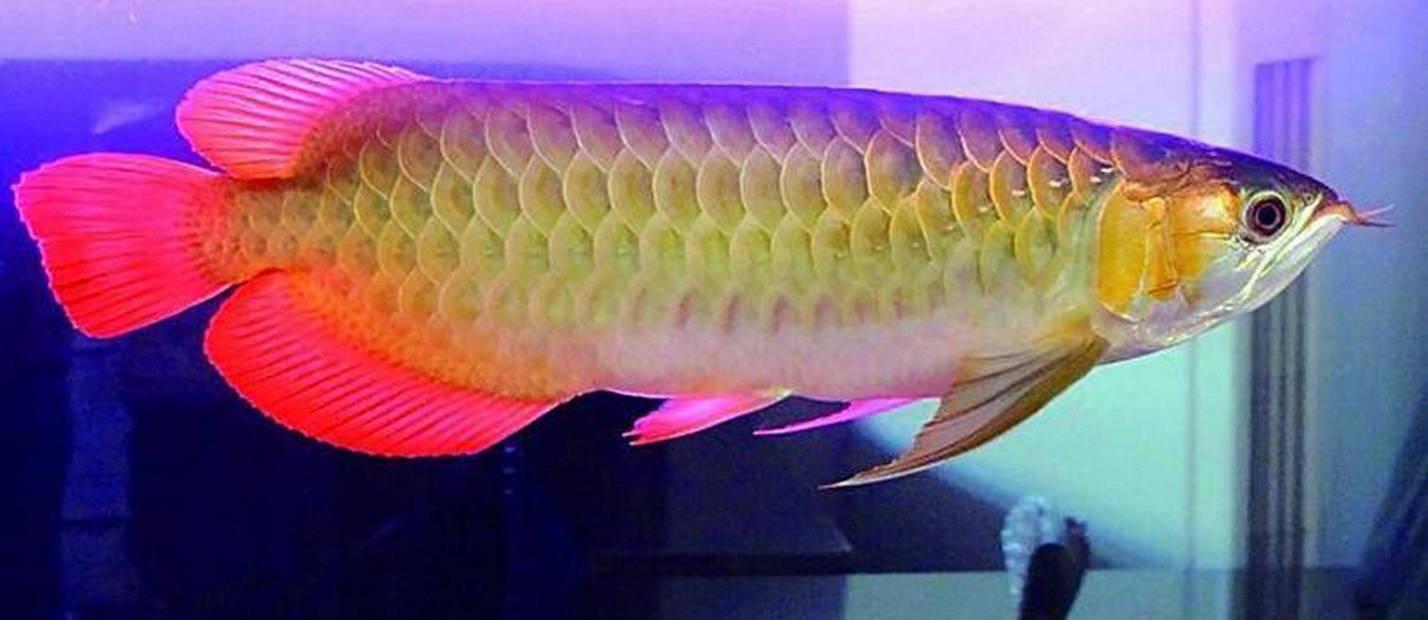 和龍魚長得像的魚有哪些（和龍魚一樣古老的恐龍魚怎么養？）