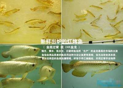 龍魚怕什么 龍魚有食欲咬咬不吃:龍魚有食欲但咬兩口就不吃怎么辦? 龍魚百科 龍魚有食欲咬咬不吃:龍魚有食欲但咬兩口就不吃怎么辦? 龍魚有食欲咬咬不吃:龍魚有食欲但咬兩口就不吃怎么辦? 龍魚百科