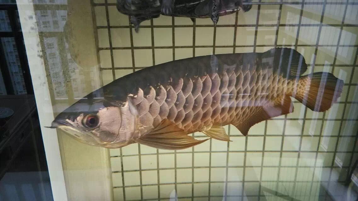 龍魚進口限制品種大全：亞洲龍魚國際貿(mào)易規(guī)定，加拿大龍魚進口政策更新流程