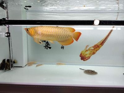 龍魚缸能養(yǎng)什么魚最好:適合與龍魚混養(yǎng)的魚種 龍魚百科 第4張 龍魚缸能養(yǎng)什么魚最好:適合與龍魚混養(yǎng)的魚種 龍魚缸能養(yǎng)什么魚最好:適合與龍魚混養(yǎng)的魚種 龍魚百科 第4張