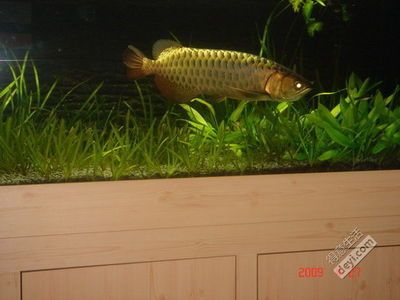 龍魚缸能養(yǎng)什么魚最好:適合與龍魚混養(yǎng)的魚種 龍魚百科 第1張 龍魚缸能養(yǎng)什么魚最好:適合與龍魚混養(yǎng)的魚種 龍魚缸能養(yǎng)什么魚最好:適合與龍魚混養(yǎng)的魚種 龍魚百科 第1張