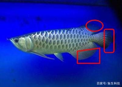 龍魚(yú)分辨公母圖解：龍魚(yú)公母圖解：公母龍魚(yú)的區(qū)別主要體現(xiàn)在以下幾個(gè)方面
