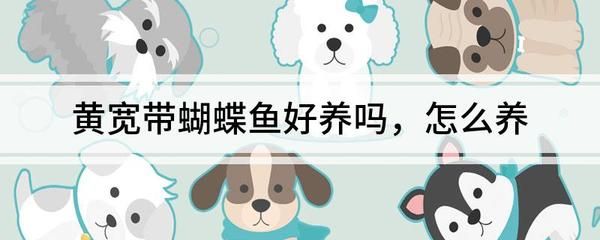 黃寬帶蝴蝶魚水質管理技巧，黃寬帶蝴蝶魚飼料選擇指南