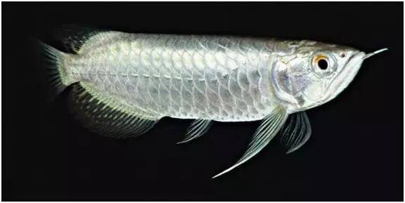 野生紅金龍魚圖片大全欣賞