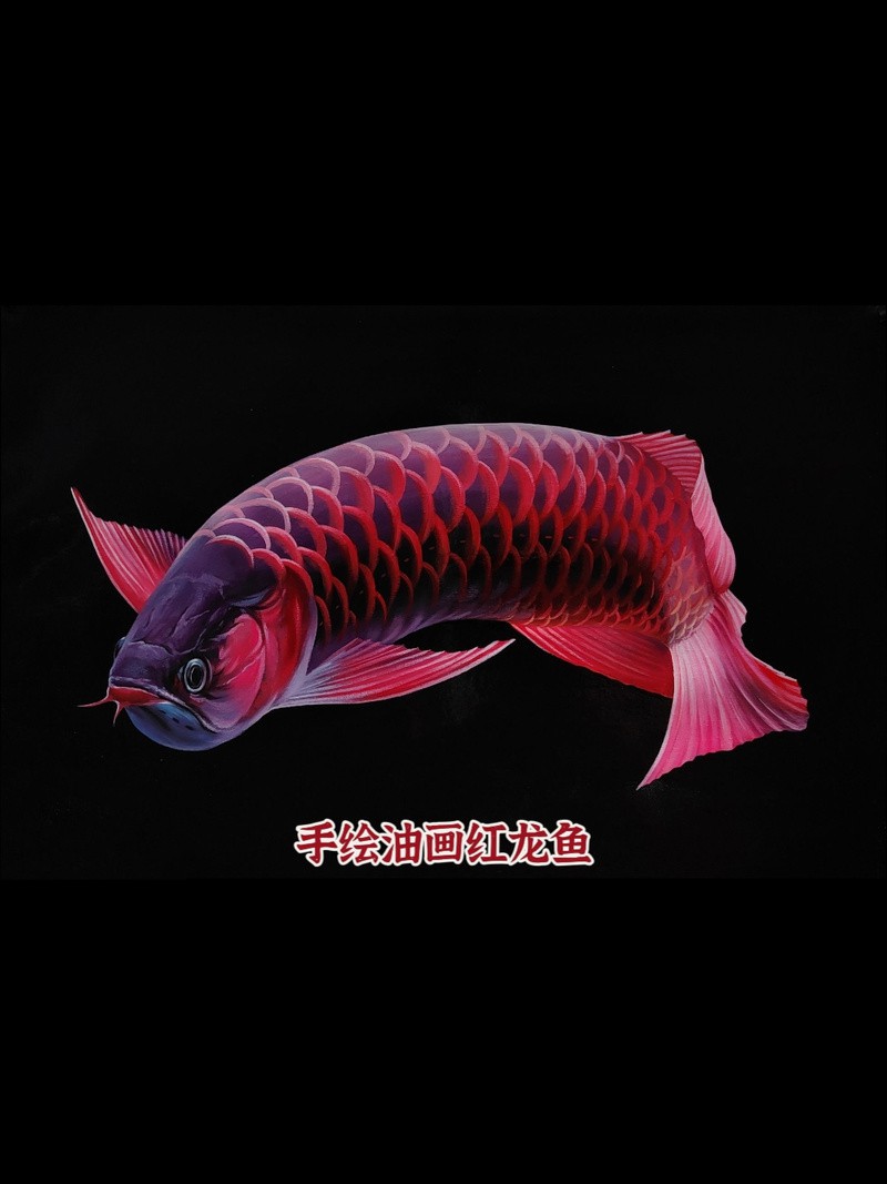 野生紅金龍魚圖片大全欣賞