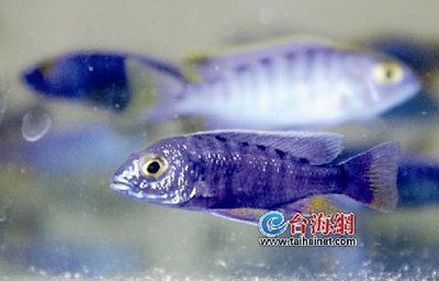 龍魚忽然趴缸了什么原因：龍魚為什么會趴缸