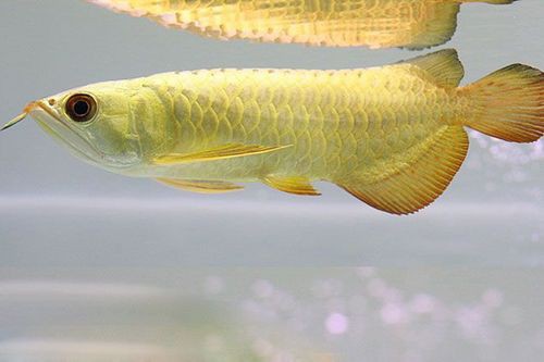 24K金龍魚有哪些獨特功能？