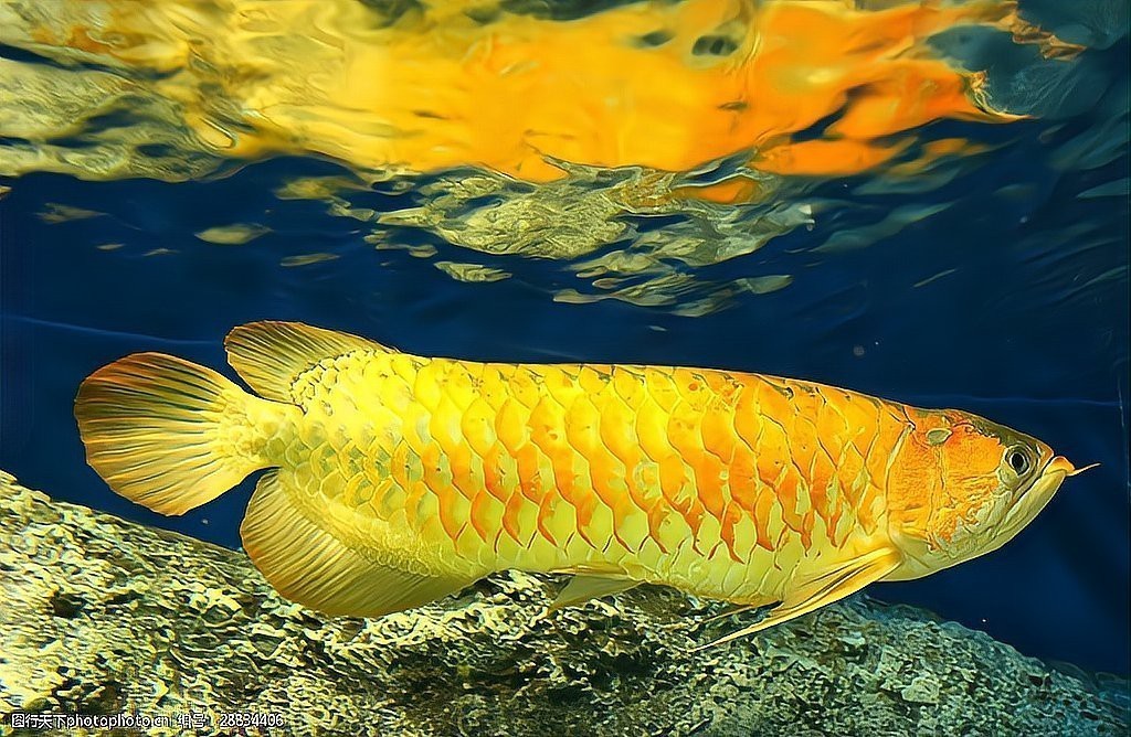 24K金龍魚有哪些獨特功能？