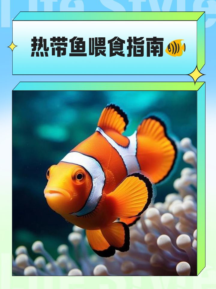 金龍魚繁殖期如何喂養？