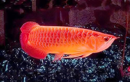 金龍魚繁殖期如何喂養？