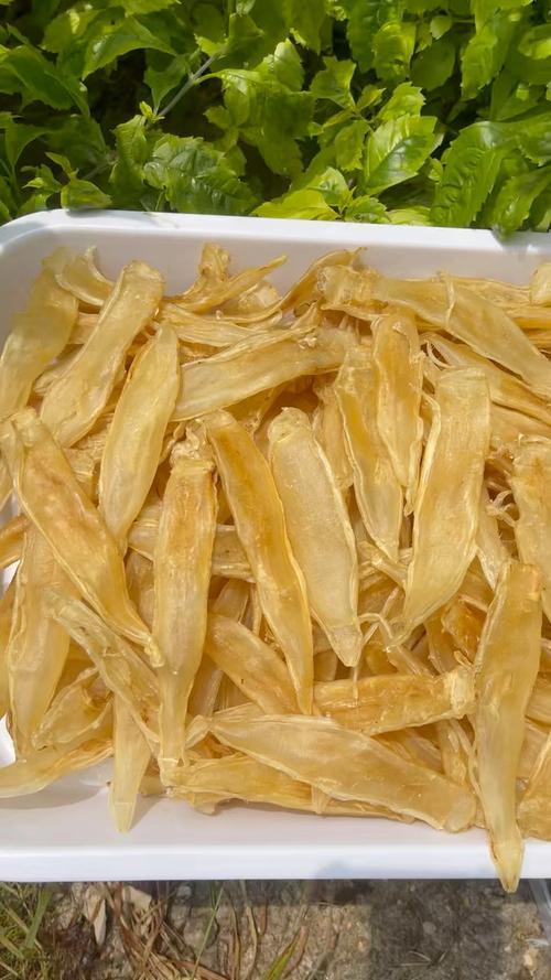 正宗金龍魚膠圖片高清大圖