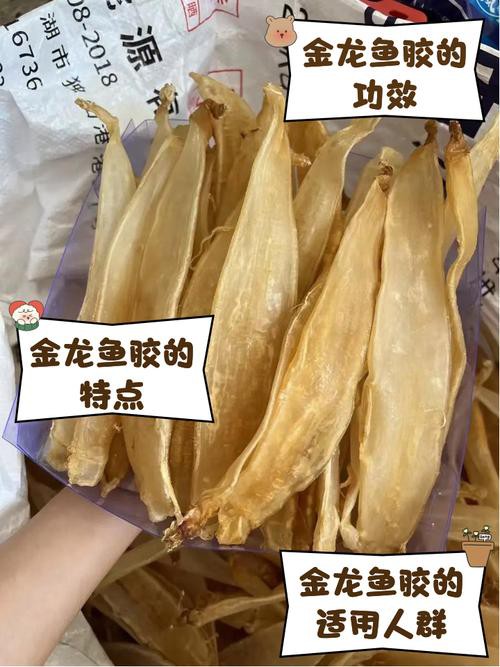 正宗金龍魚膠圖片高清大圖