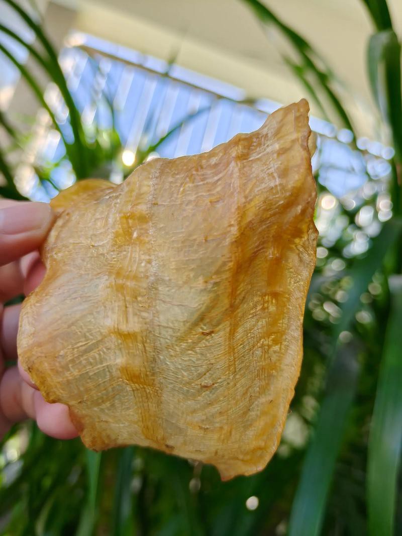 正宗金龍魚膠圖片高清大圖