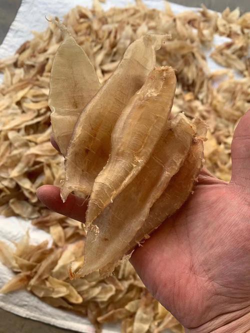 正宗金龍魚膠圖片高清大圖