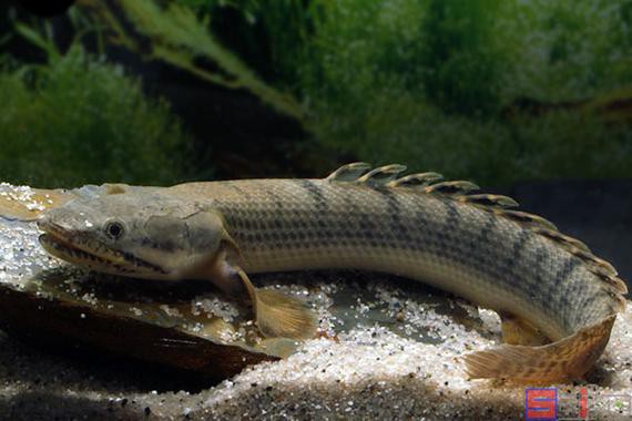 恐龍魚(yú)為什么叫恐龍魚(yú)呢圖片 恐龍魚(yú)為什么叫恐龍魚(yú)呢圖片 龍魚(yú)百科 第26張