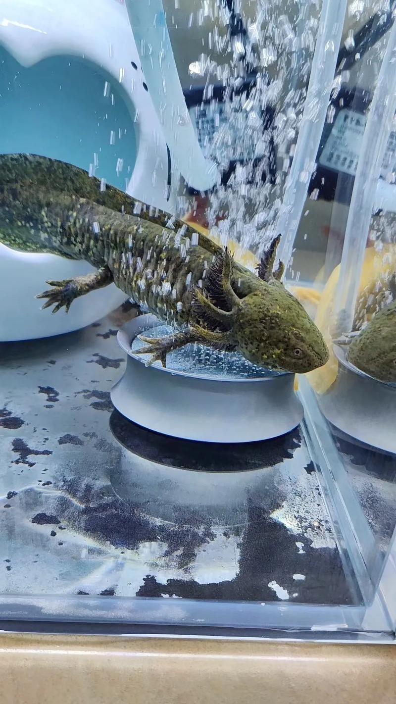 恐龍魚(yú)為什么叫恐龍魚(yú)呢圖片 恐龍魚(yú)為什么叫恐龍魚(yú)呢圖片 龍魚(yú)百科 第16張