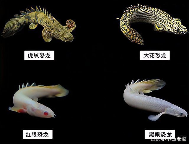 恐龍魚(yú)為什么叫恐龍魚(yú)呢圖片 恐龍魚(yú)為什么叫恐龍魚(yú)呢圖片 龍魚(yú)百科 第30張