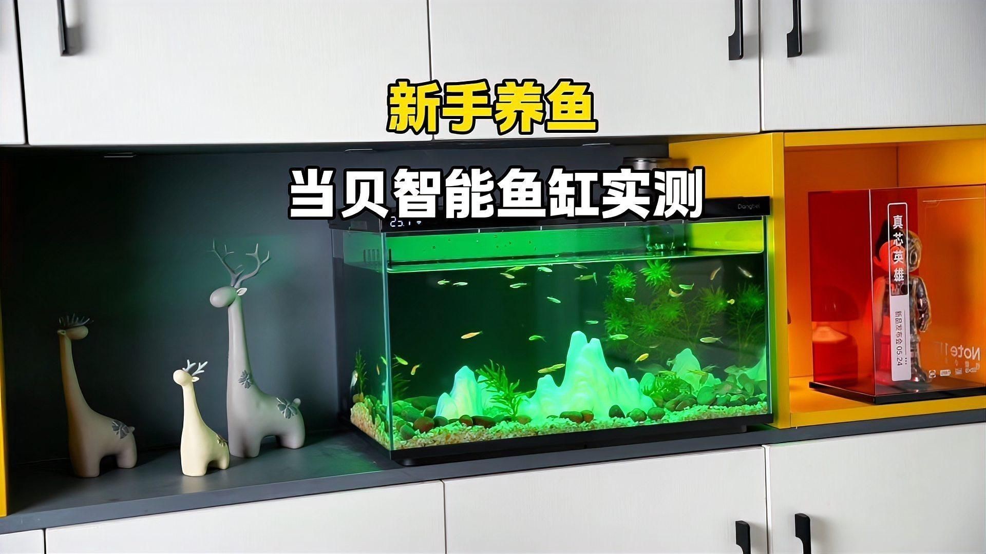 紅龍魚的飼養方法（飼養紅龍魚時，需要注意以下幾點技巧）