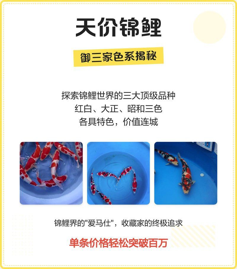 這些錦鯉的價格是多少