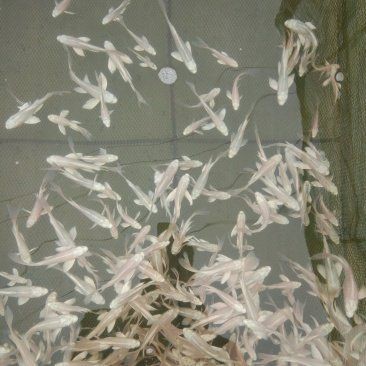 這些錦鯉的價格是多少