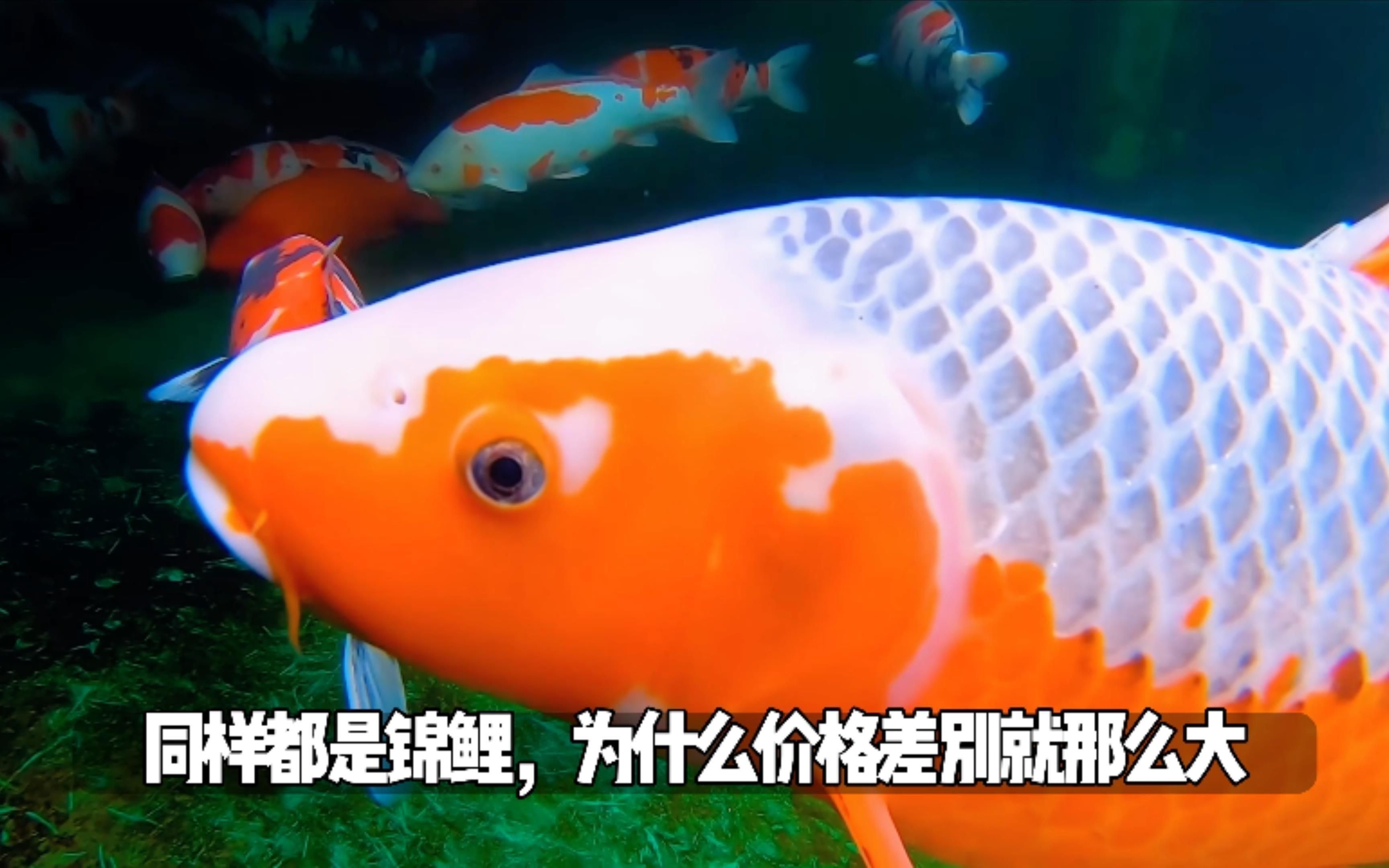 這些錦鯉的價格是多少