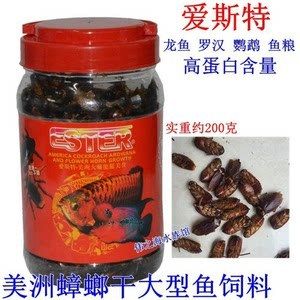 龍魚吃蟑螂干（龍魚可以吃蟑螂干嗎）