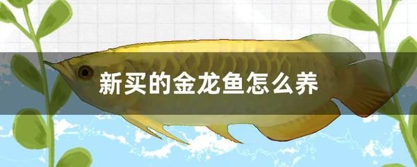 金龍魚吃什么食料長得快：為了促進金龍魚的快速生長飼養者需要精心選擇它們的食物