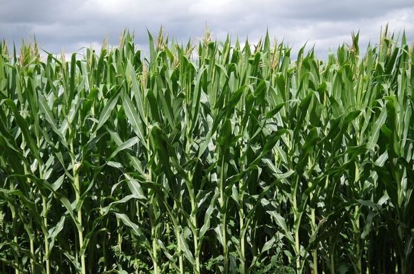 龍魚疾病預防方法有哪些種類圖片：龍魚疾病的預防方法