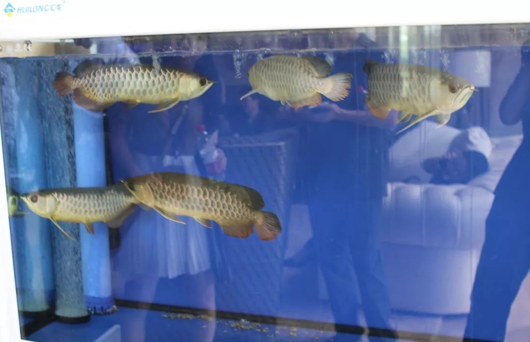 金龍魚黑缸養還是白缸養:金龍魚是黑缸養還是白缸養 龍魚百科 第2張 金龍魚黑缸養還是白缸養:金龍魚是黑缸養還是白缸養 金龍魚黑缸養還是白缸養:金龍魚是黑缸養還是白缸養 龍魚百科 第2張