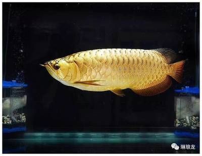 金龍魚黑缸養還是白缸養：金龍魚是黑缸養還是白缸養 金龍魚黑缸養還是白缸養：金龍魚是黑缸養還是白缸養 龍魚百科 第3張