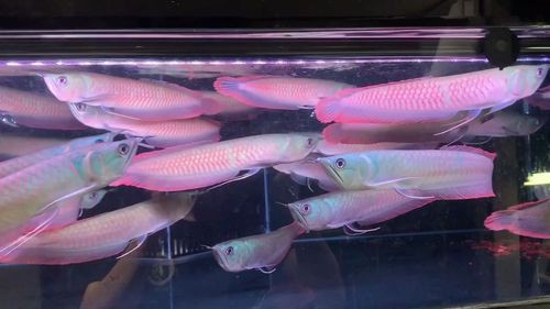 七彩銀龍魚圖片