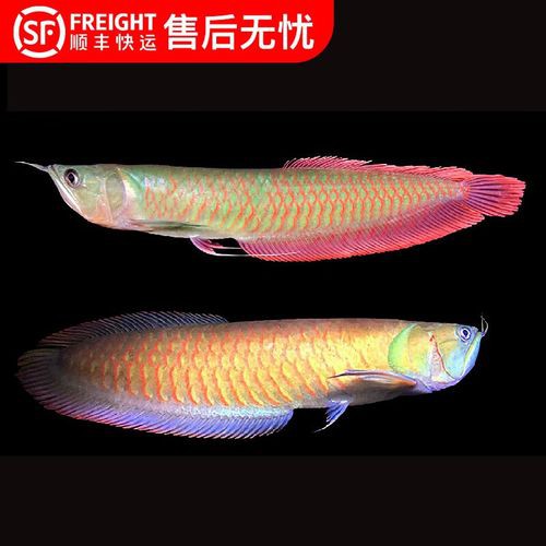 七彩銀龍魚圖片