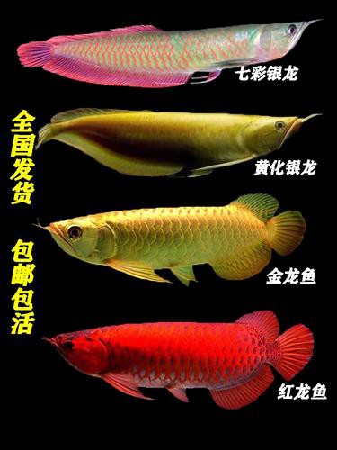 七彩銀龍魚圖片