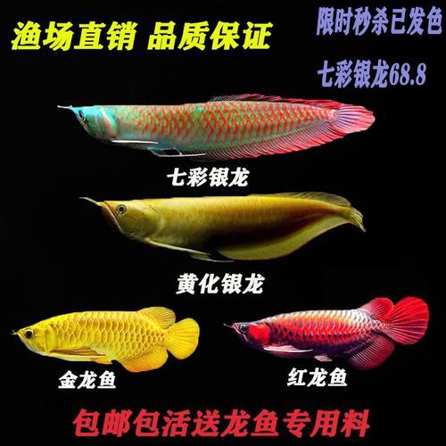 七彩銀龍魚圖片