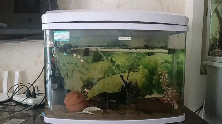 七彩銀龍魚圖片