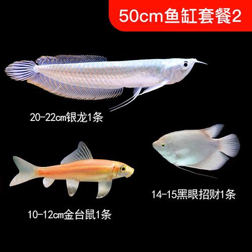 七彩銀龍魚圖片