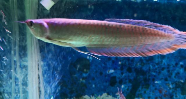 七彩銀龍魚圖片