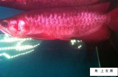 青霉素治療龍魚什么病(青霉素在龍魚中可能用于治療一些疾病) 龍魚百科 第2張 青霉素治療龍魚什么病(青霉素在龍魚中可能用于治療一些疾病) 青霉素治療龍魚什么病(青霉素在龍魚中可能用于治療一些疾病) 龍魚百科 第2張