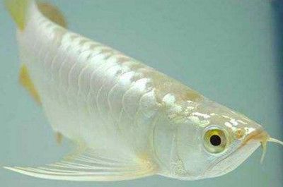 青霉素治療龍魚什么病(青霉素在龍魚中可能用于治療一些疾病) 龍魚百科 第1張 青霉素治療龍魚什么病(青霉素在龍魚中可能用于治療一些疾病) 青霉素治療龍魚什么病(青霉素在龍魚中可能用于治療一些疾病) 龍魚百科 第1張
