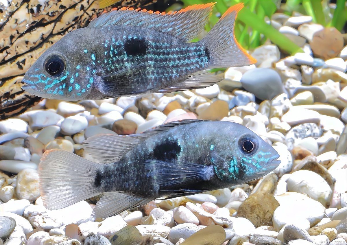養龍魚用什么魚缸最好看