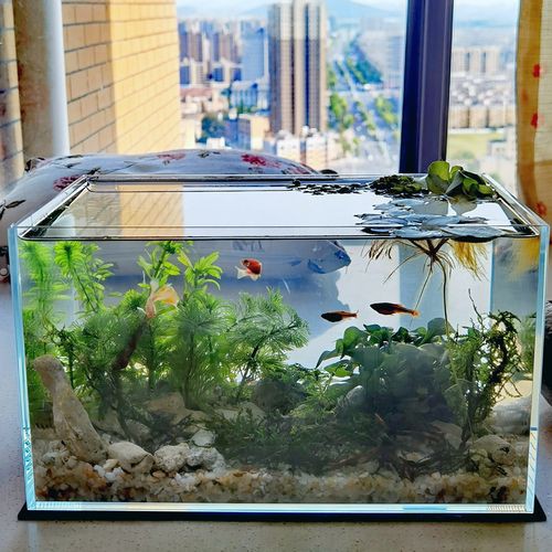 養龍魚用什么魚缸最好看