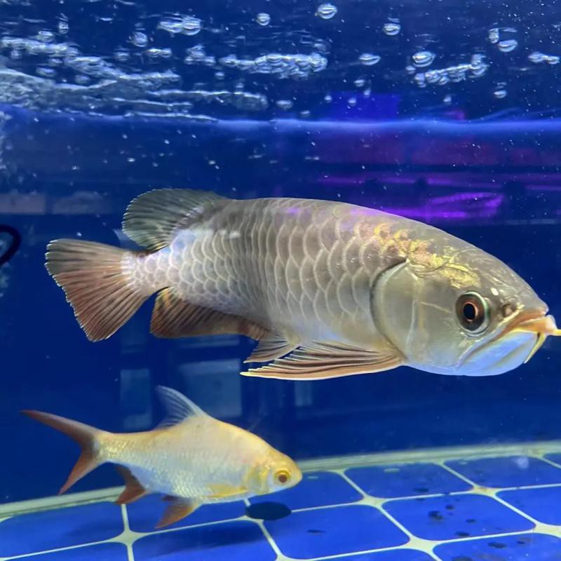 哪里可以找到高清金龍魚壁紙？