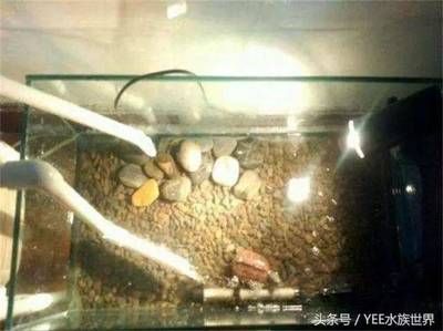 養魚的魚缸如果不經常換水，養魚的魚缸如果不經常換水，會導致水質惡化嗎，如何解決 養魚的魚缸如果不經常換水，養魚的魚缸如果不經常換水，會導致水質惡化嗎，如何解決 龍魚百科 第5張