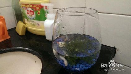 養魚的魚缸如果不經常換水，養魚的魚缸如果不經常換水，會導致水質惡化嗎，如何解決 養魚的魚缸如果不經常換水，養魚的魚缸如果不經常換水，會導致水質惡化嗎，如何解決 龍魚百科 第6張
