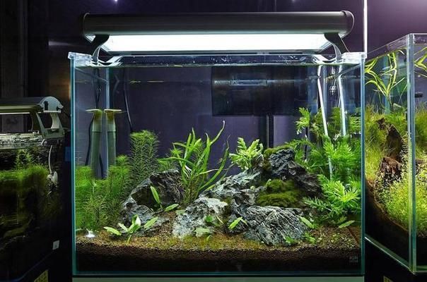 魚缸選購攻略視頻，關于魚缸選購攻略