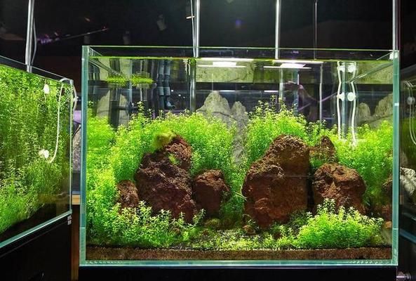 魚(yú)缸選購(gòu)攻略視頻，關(guān)于魚(yú)缸選購(gòu)攻略