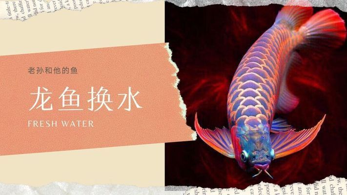 龍魚換水頻率，關于龍魚換水頻率的詳細信息