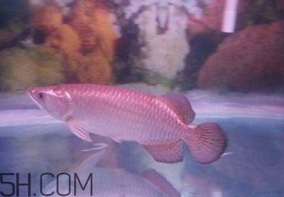 家中養(yǎng)龍魚有什么說法（家中養(yǎng)龍魚的寓意和風(fēng)水講究龍魚風(fēng)水?dāng)[放技巧） 家中養(yǎng)龍魚有什么說法（家中養(yǎng)龍魚的寓意和風(fēng)水講究龍魚風(fēng)水?dāng)[放技巧） 龍魚百科 第1張