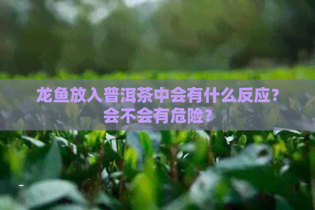 普洱茶養龍魚