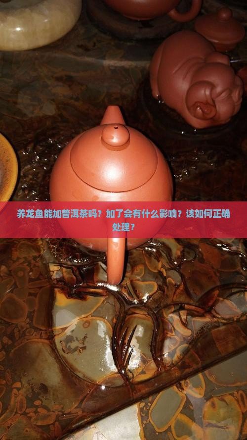 普洱茶養龍魚